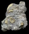 Pyritized Pleuroceras Ammonite Cluster - Germany #42772-1